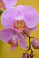 Fototapeta na wymiar Pink orchid on ocher background