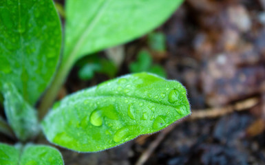 Rainy Leaf