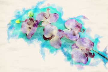 purple orchid on blue background in watercolors