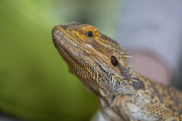Reptil