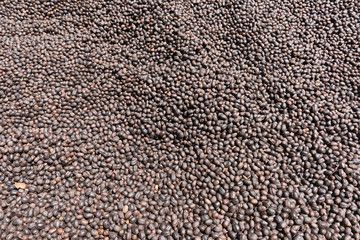 Coffee beans drying in the sun on a coffee plantation