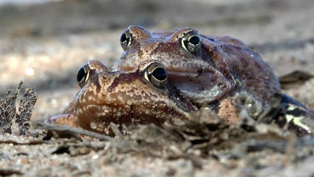 Mating toads for reproduction close. The sexual life of animals in the natural environment. 