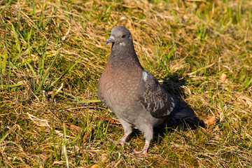 pigeon in the green meadow