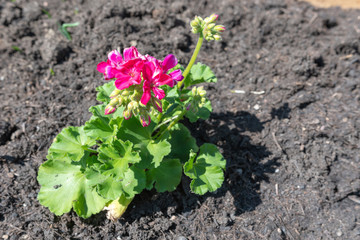 Geranium