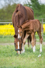 Obraz premium Warmblutfohlen