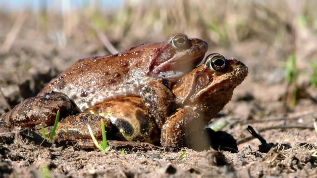 Mating toads for reproduction. The sexual life of animals in the natural environment. 