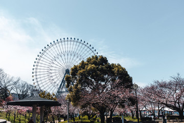 Fototapeta premium Ferris Wheel at Osaka Bay covered with cherry blossoms in Japan