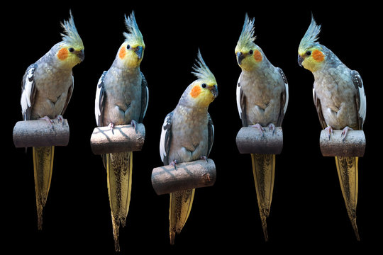 Cockatiel parrot grey set on black background