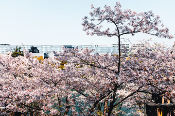 View from Hiroshima Castle to Cherry Blossom Trees