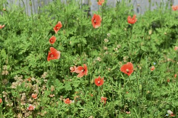 Poppy is blooming on the roadside.