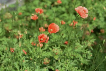 Poppy is blooming on the roadside.