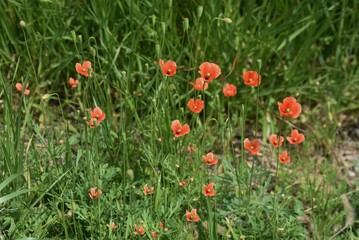 Poppy is blooming on the roadside.