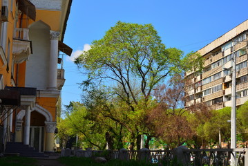 Fototapeta na wymiar Almaty city spring time streets