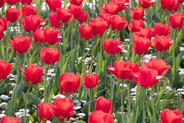Garden field of red tulip flowers in spring