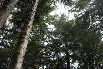 Fototapeta premium trees on pacific coast oregon