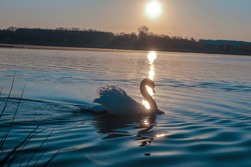 swan on a lake at sunrise  © Its_Just_Dave_Now