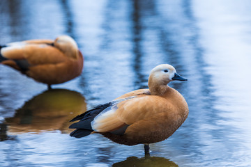 The brown duck or drake on the city pound or lake standing in the water 