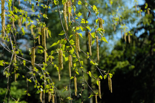 hazelnut flowers on branch