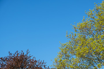 trees in the park against blue sky