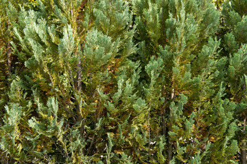 Evergreen Tree Branches