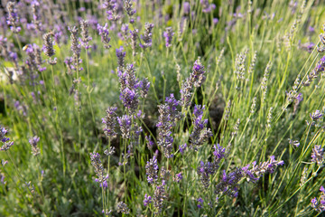 Summer Meadow with Blue Wild Flowers
