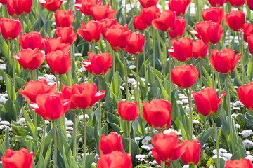 Garden field of red tulip flowers in spring