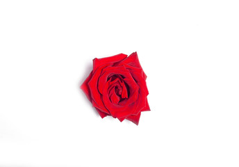 Red rose blossom isolated on white background