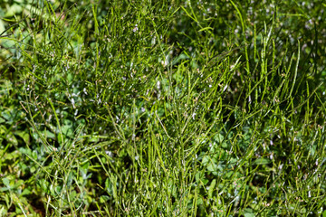 Green plant arabis background