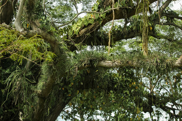 Fototapeta premium tillandsias on trees mexico
