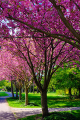Fototapeta na wymiar flowering cherry trees in the park - sakura