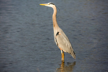 Great blue heron moves slowly though the water hunting for fish
