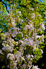blooming fruit tree