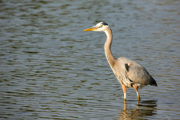 Great blue heron moves slowly though the water hunting for fish
