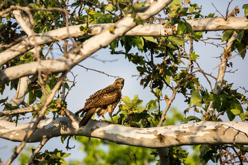 Hawk perches in a tree looking for prey