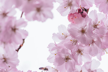 Blüten vor weissem Hintergrund
