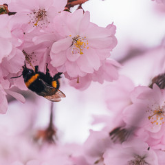 Hummer in Blütenmeer