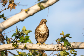 Hawk perches in a tree looking for prey
