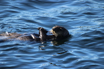 Sea Otter