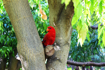 Papagei in Baum