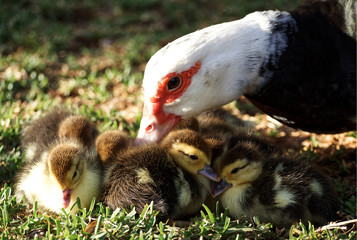 goose with its young