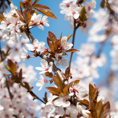 Blüten vor blauem Himmel