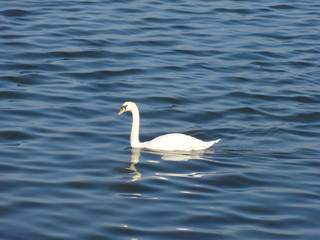 Obraz premium Lone swan floating on vibrant blue lake