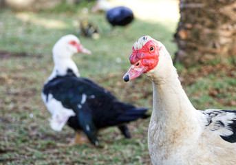 goose close up