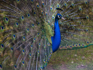 Obraz premium Pfau mit Rad Seitenansicht