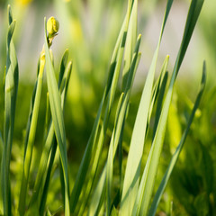 Detailaufnahme von Tulpen im Gras