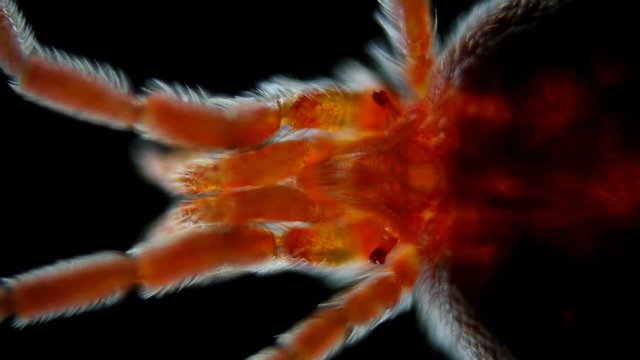 velvet mite Trombidiidae under a microscope, in the video the head of a tick, mobile eyes are clearly visible, is a predator, the body is red 4K