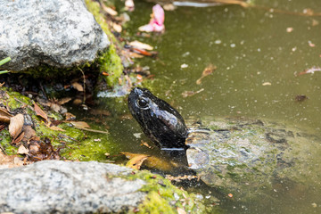 Turtles pose near a pond basking in the sunlight