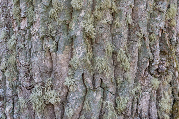bark with moss of very old tree
