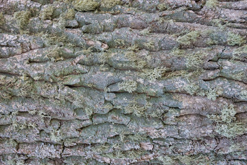 bark with moss of very old tree