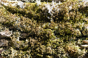 bark with moss of very old tree